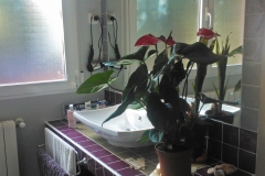 Solum_foto07